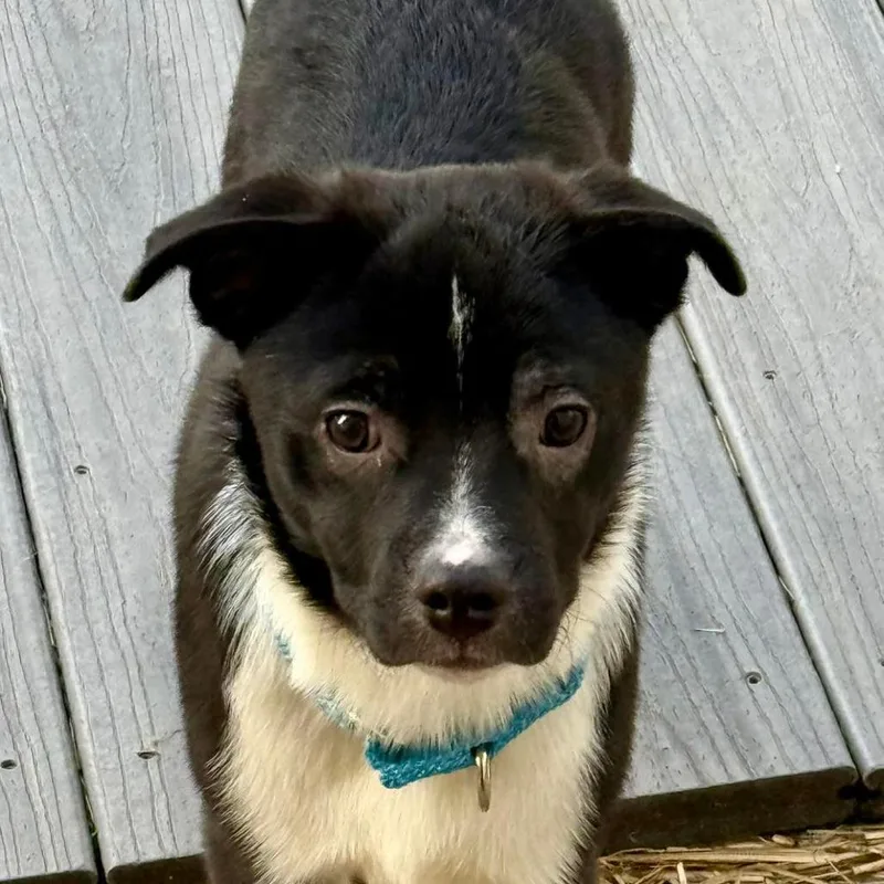 A baby medium-sized male Black Mixed Breed dog named Tator for adoption in Boaz, AL