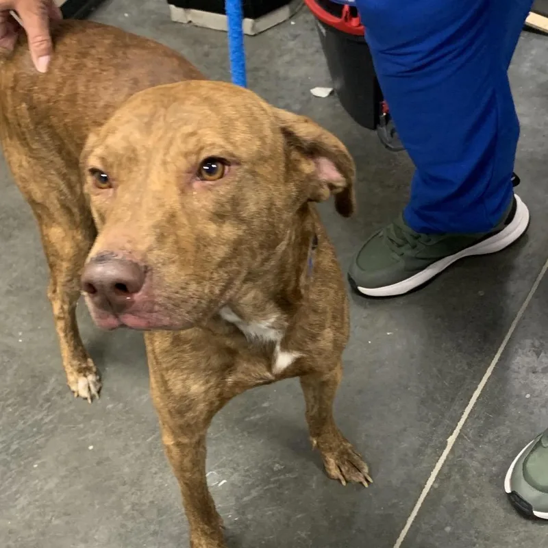 An adult medium-sized female Red / Chestnut / Orange Mixed Breed dog named Goldilocks for adoption in Dickinson, TX