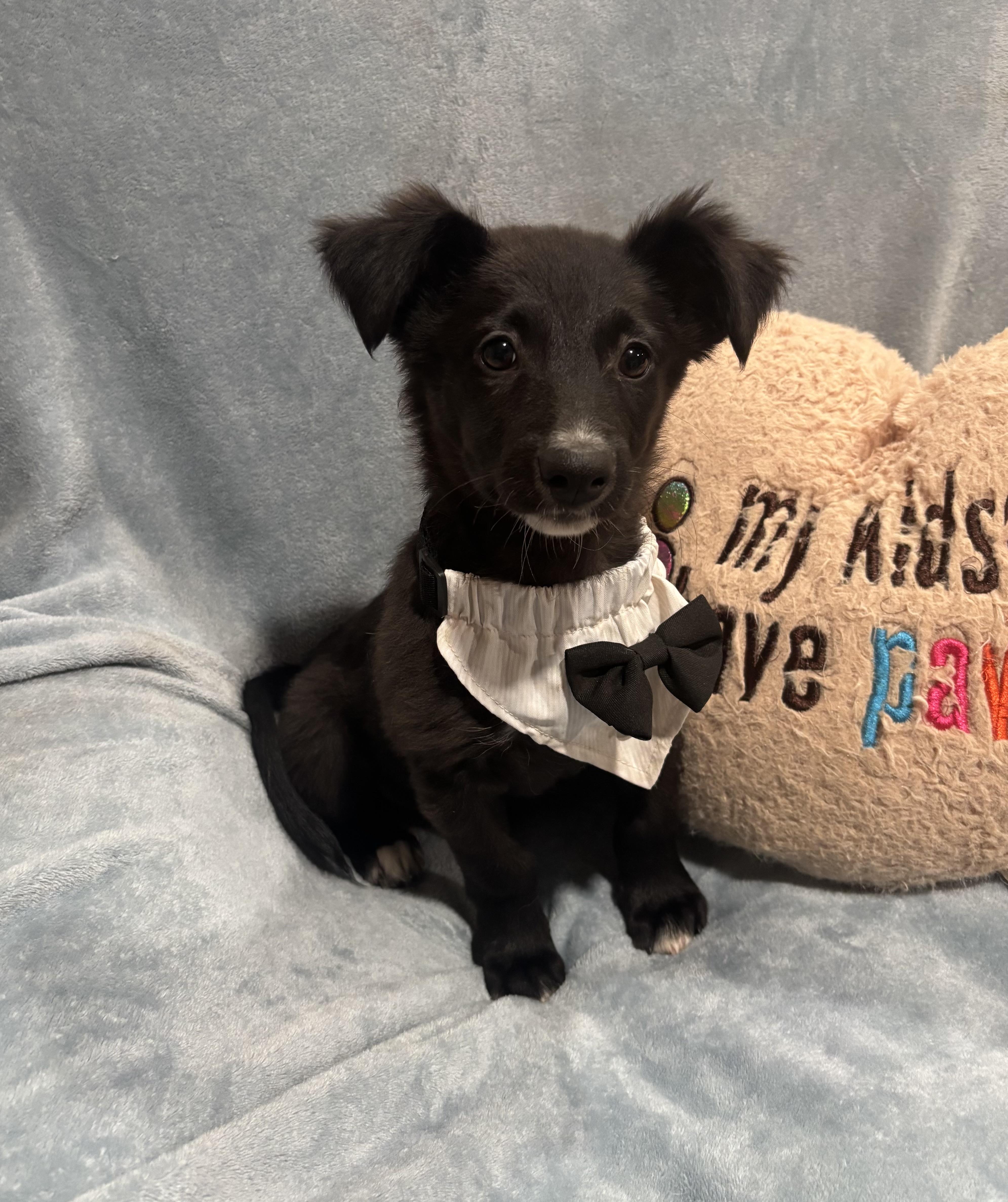 A baby small-sized male Black Border Collie dog named Pickles for adoption in Corona, CA