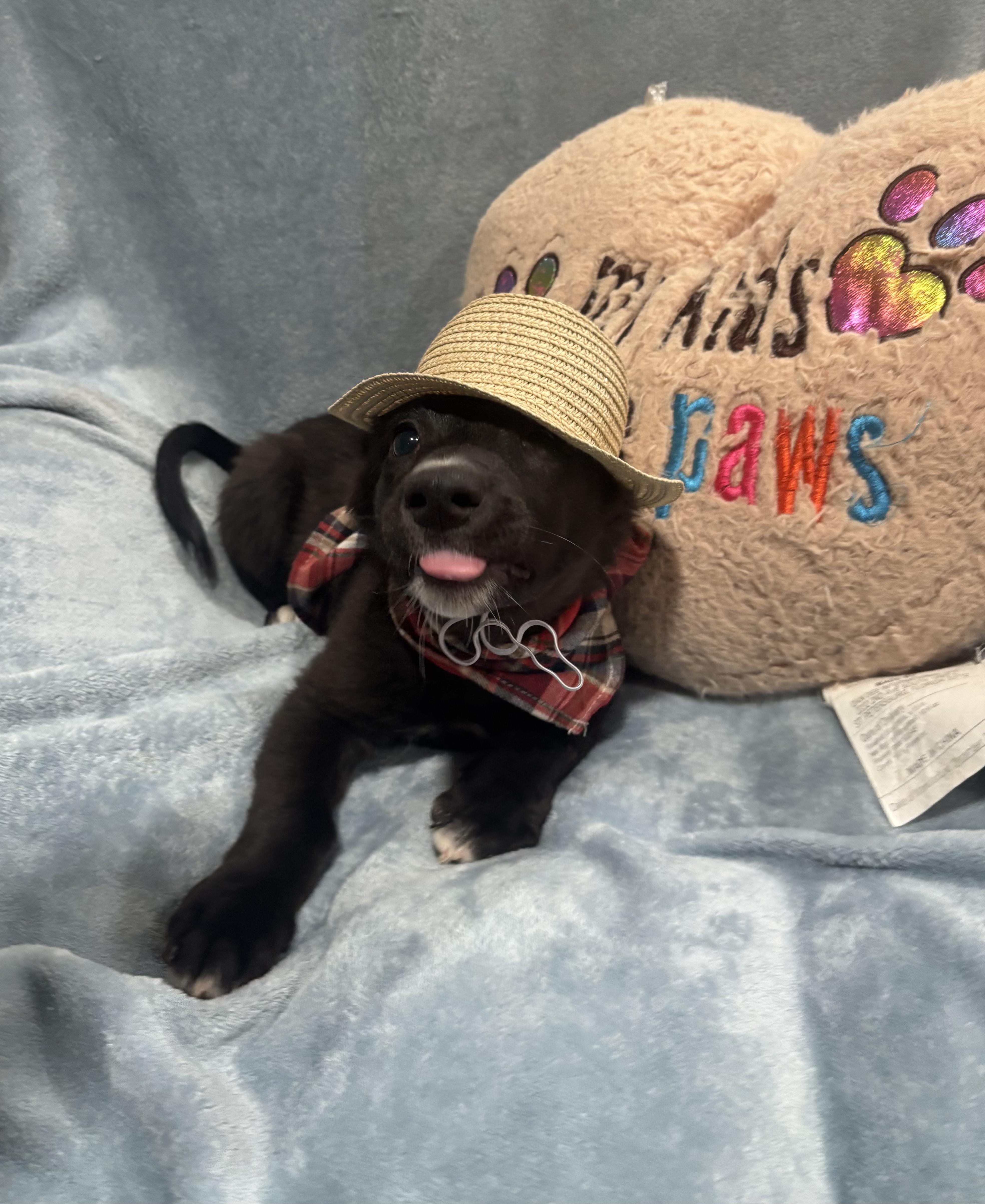 Pickles thumbnail 3