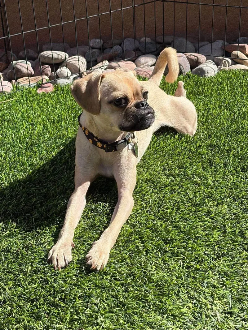 A young small-sized male Bicolor Puggle dog named Ravioli for adoption in Las Vegas, NV