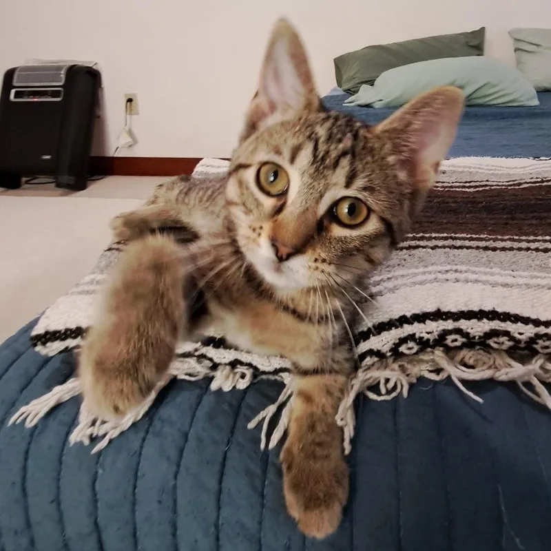 A baby small-sized male Brown / Chocolate Domestic Short Hair cat named Nibbles for adoption in Medina, OH