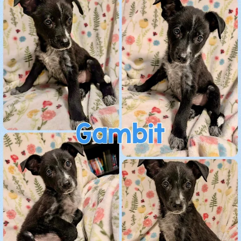 Gambit