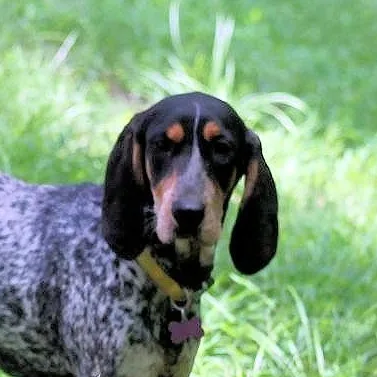 A young large-sized female Bluetick Coonhound dog named Lexus for adoption in Leawood, KS