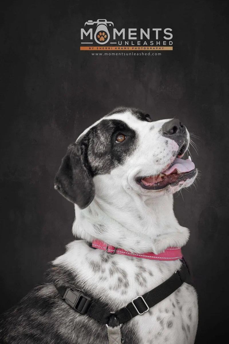 An adult large-sized female Brindle Catahoula Leopard Dog dog named Annabelle for adoption in Myakka City, FL