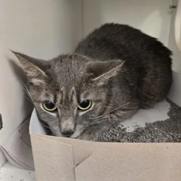 An adult medium-sized female Tabby (Gray / Blue / Silver) Domestic Short Hair cat named Latte for adoption in Phoenixville, PA