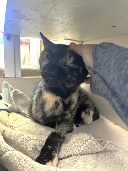 An adult medium-sized female Domestic Short Hair cat named Little Lady for adoption in Palm Coast, FL