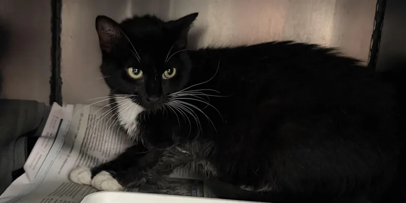 An adult medium-sized female Black & White / Tuxedo Domestic Short Hair cat named Tickles for adoption in Sherman, TX