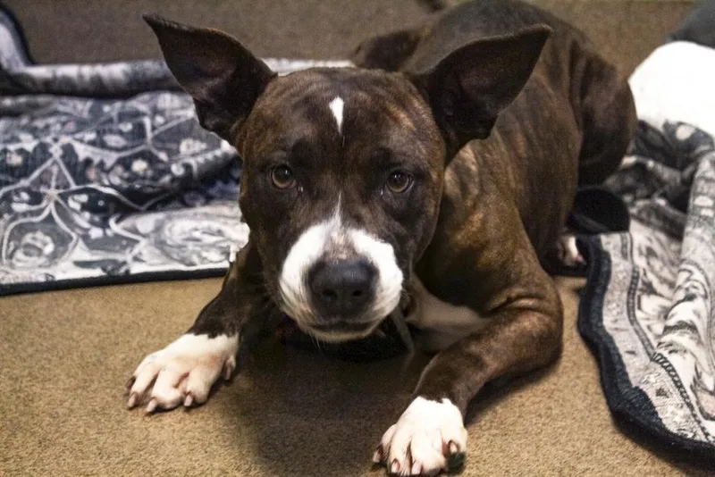 An adult medium-sized female Mixed Breed dog named Big Frankie for adoption in Florence, SC