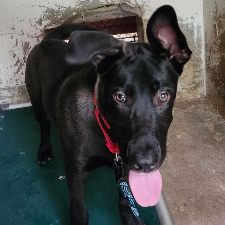 A young medium-sized male Black Shepherd dog named Tubi for adoption in Austin, TX