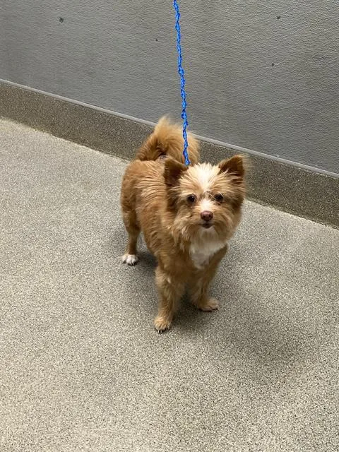 An adult small-sized female Chihuahua dog named Wanda for adoption in Las Vegas, NV