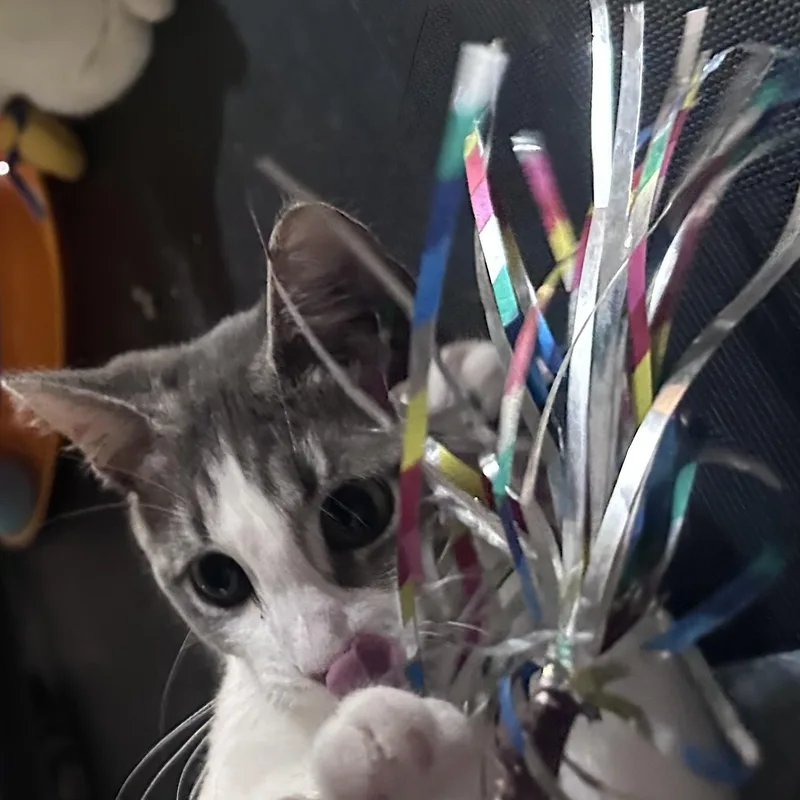 A baby medium-sized female Gray & White Domestic Short Hair cat named Risso wOlly for adoption in Silverton, OR