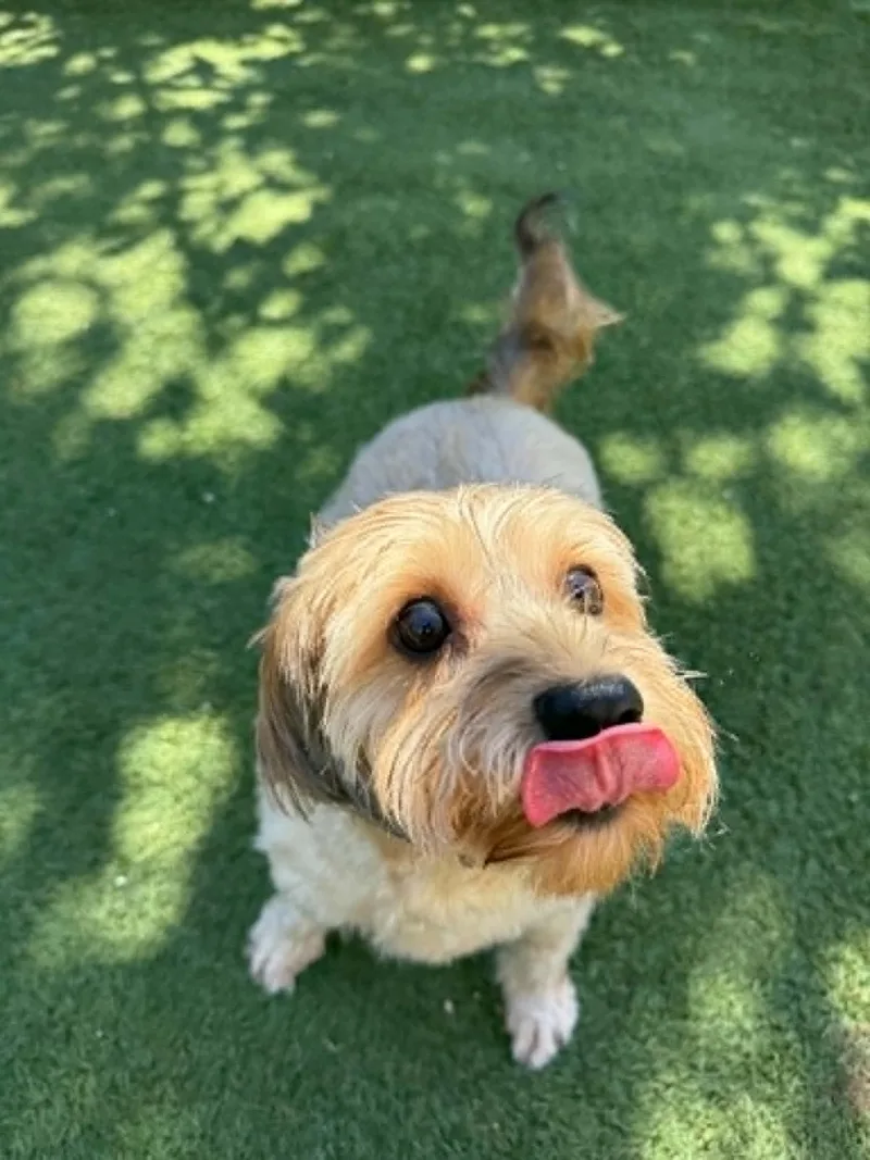 An adult small-sized female Yorkie Poo dog named Dixie for adoption in Groton, CT
