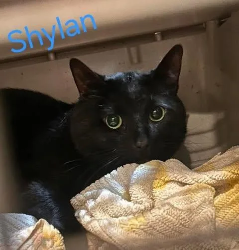 An adult large-sized male Domestic Short Hair cat named Shylan for adoption in Keansburg, NJ
