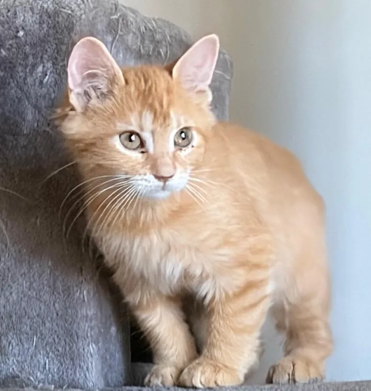 A baby small-sized female Tabby cat named Anika  Rush Litter for adoption in Anthem, AZ