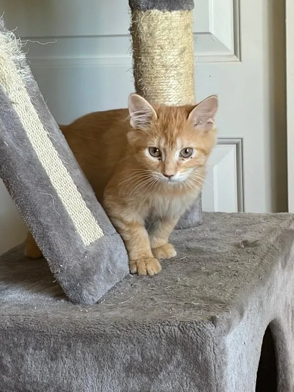 Anika  Rush Litter thumbnail 3
