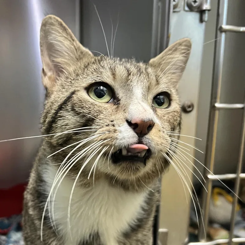 A young large-sized male Brown / Chocolate Domestic Short Hair cat named Lucky for adoption in Naples, FL