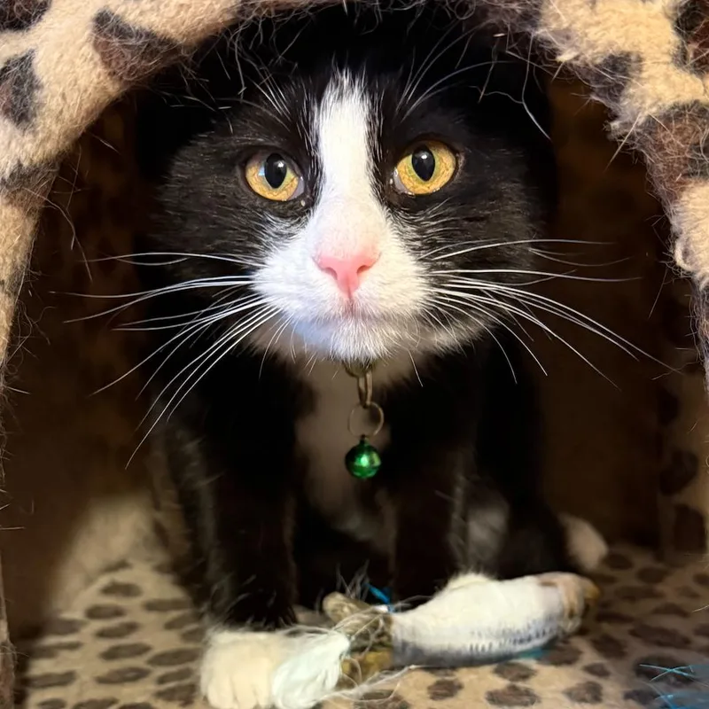 A young small-sized female Black Domestic Short Hair cat named White Wall Tires for adoption in Austin, TX