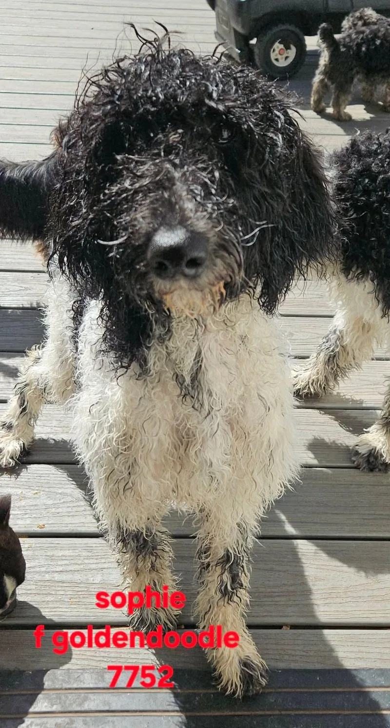 Sophie