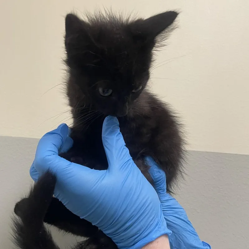 A baby small-sized male Domestic Medium Hair cat named Bottle for adoption in Newark, DE
