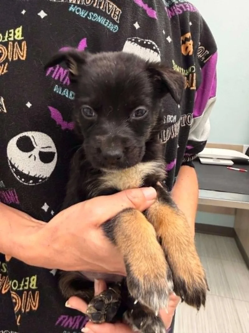 A baby medium-sized male Shepherd dog named Kratos Twitch Team Litter for adoption in Holly Springs, NC