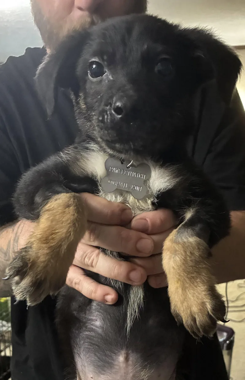 Kratos Twitch Team Litter thumbnail 3