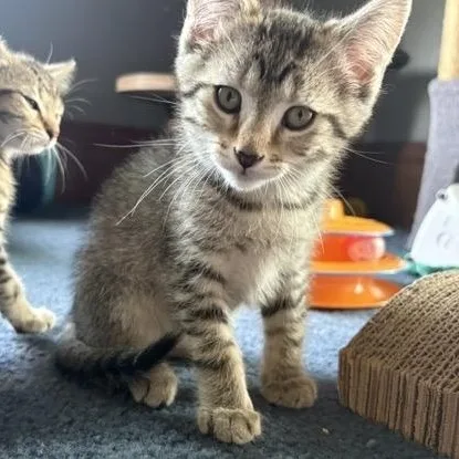 A baby medium-sized male Tabby (Buff / Tan / Fawn) Domestic Short Hair cat named Flynn for adoption in Wilmington, OH