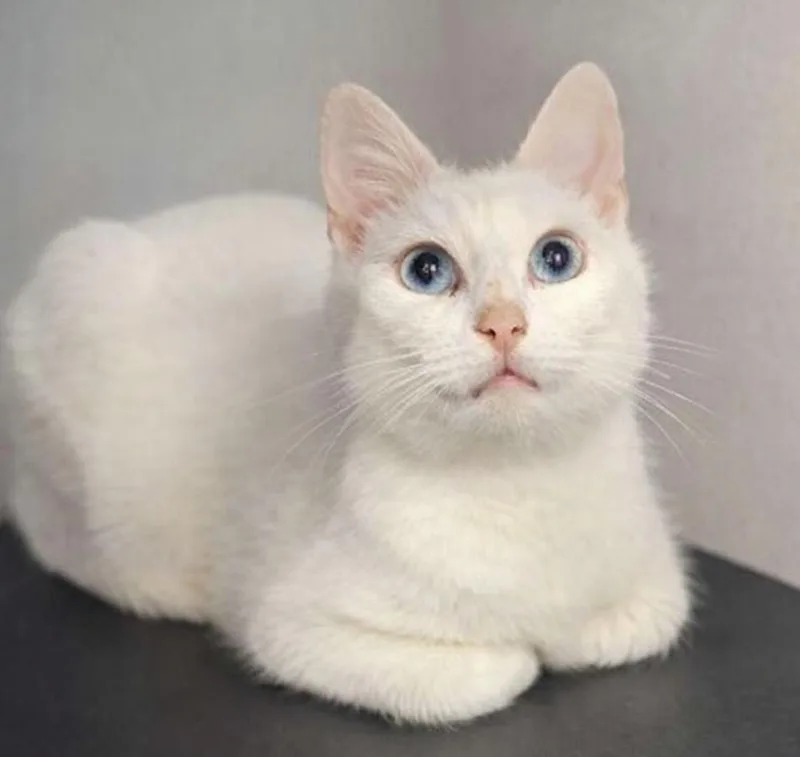 An adult small-sized female White Domestic Short Hair cat named Galaxy for adoption in Cuyahoga Falls, OH