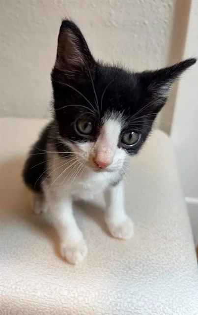 A baby small-sized male Domestic Short Hair cat named Hedwig for adoption in Peoria, IL