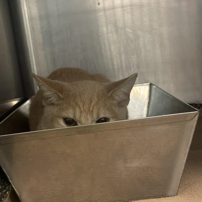 A baby small-sized male Domestic Short Hair cat named Sunbeam for adoption in Lake Jackson, TX