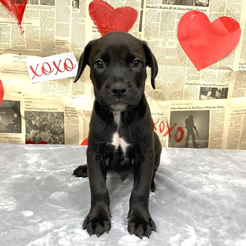 A baby medium-sized male Black Labrador Retriever dog named Malcom for adoption in Monroe, GA
