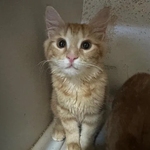 Cheeto