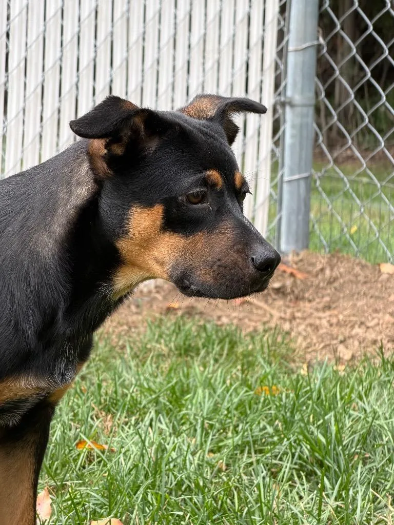 A young medium-sized male Mixed Breed dog named Roscoe for adoption in Amery, WI