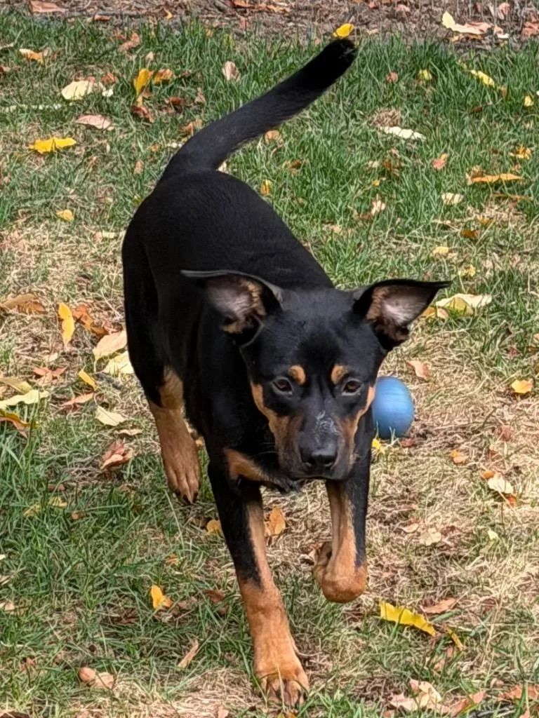 Roscoe thumbnail 3