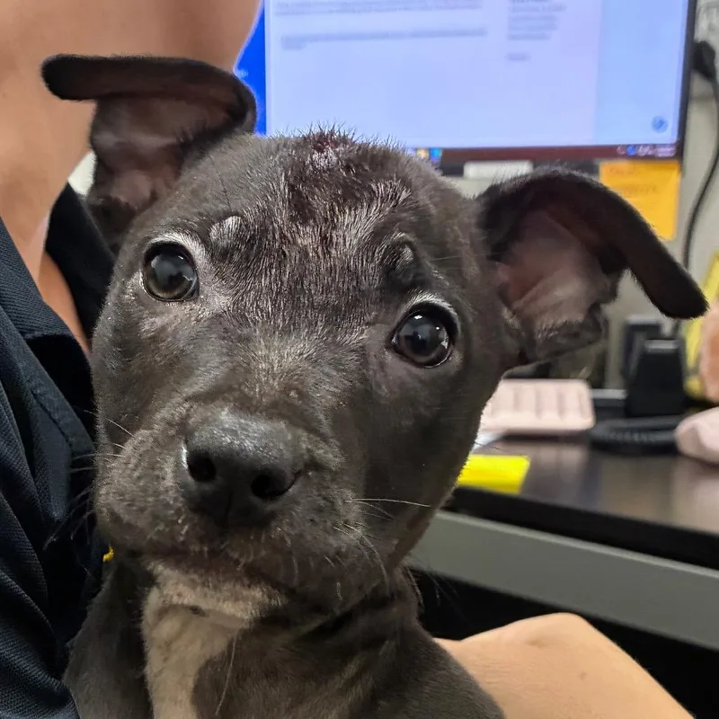 A baby small-sized female Black Terrier dog named Suki for adoption in Bronson, FL