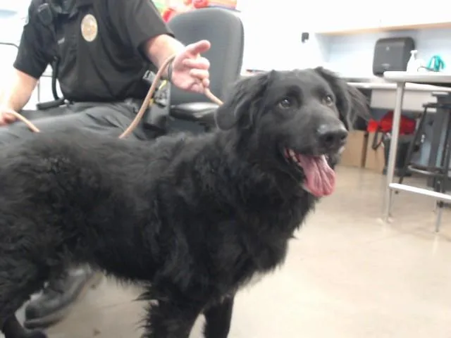 An adult large-sized male German Shepherd Dog dog named Supreme for adoption in Phoenix, AZ