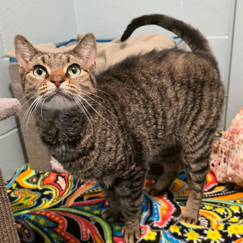 Honeymaren thumbnail 2