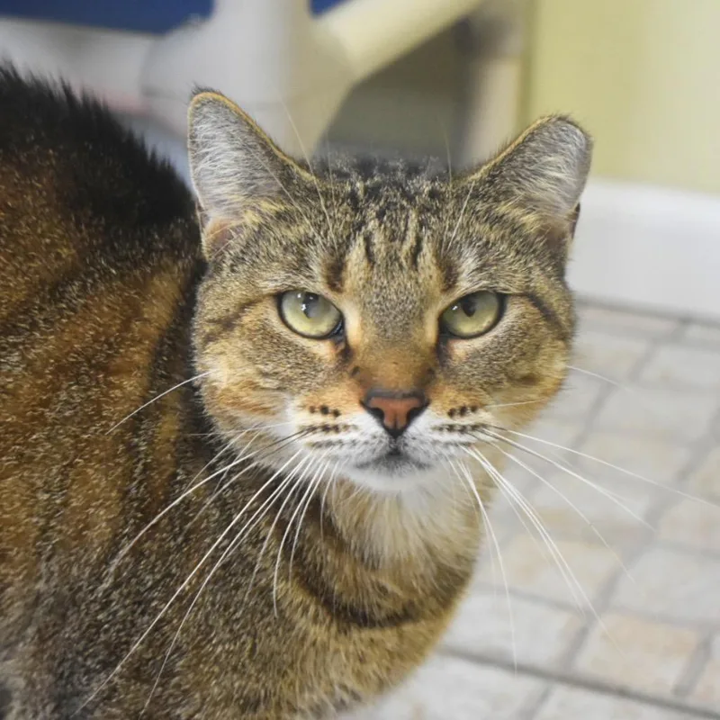 A young medium-sized female Domestic Short Hair cat named Big Bertha for adoption in Saint Petersburg, FL