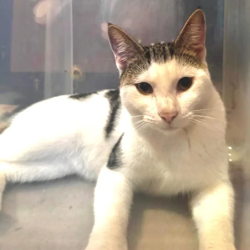 A young large-sized male Domestic Short Hair cat named Rooster for adoption in Scranton, PA