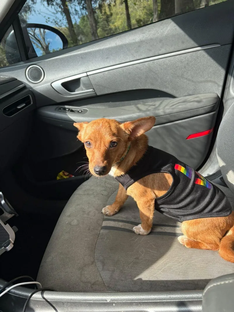 A young medium-sized female Chihuahua dog named Guava for adoption in New Baltimore, MI