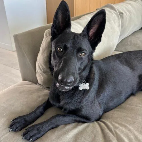 Midnight thumbnail 2