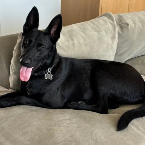 Midnight thumbnail 3