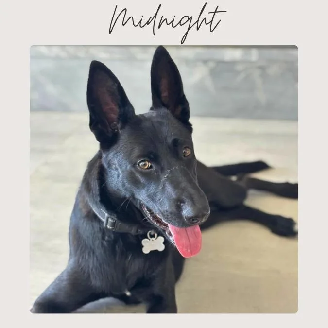 Midnight thumbnail 4