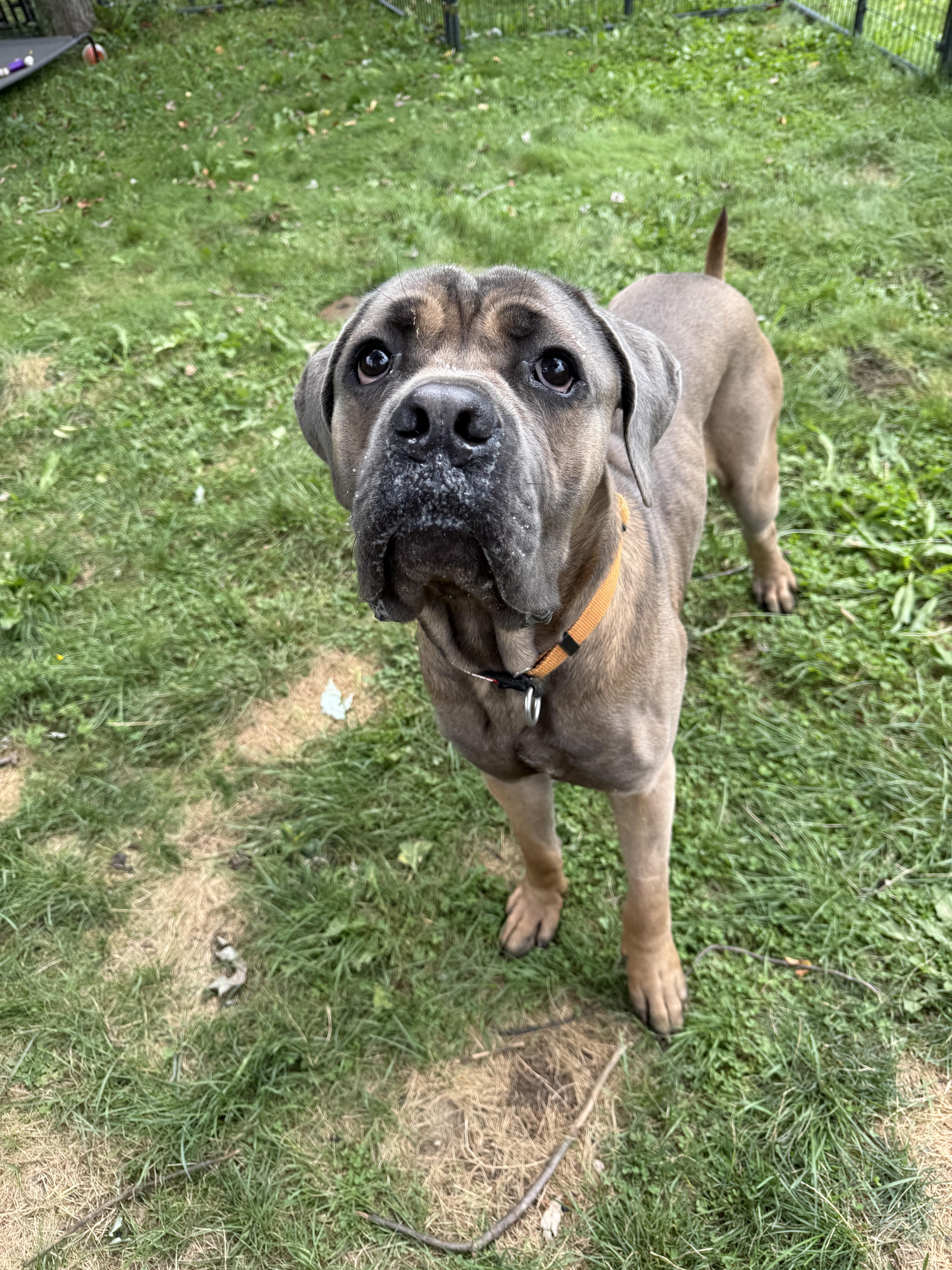 A young large-sized male Brown / Chocolate Cane Corso dog named Pickles for adoption in Hilton, NY
