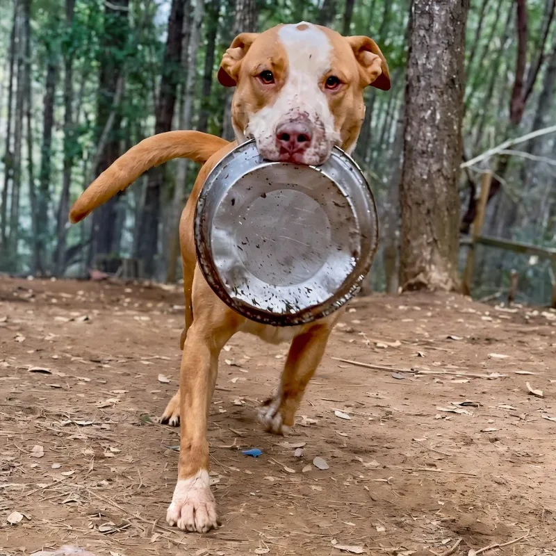 Sandwich thumbnail 6