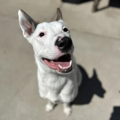 An adult large-sized female White / Cream Shepherd dog named Bug for adoption in Rapid City, SD