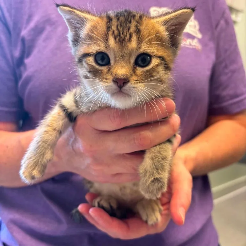 A baby small-sized female Brown / Chocolate Domestic Short Hair cat named Dunkin for adoption in Jasper, IN