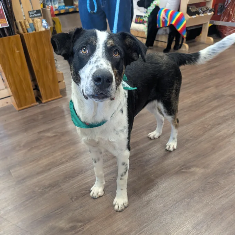 An adult medium-sized male Border Collie dog named Wallee for adoption in Bella Vista, AR