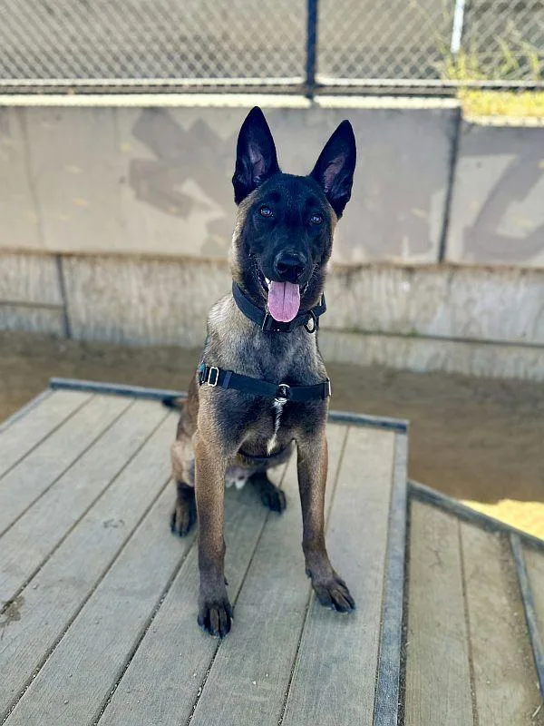 A baby large-sized male Brown / Chocolate Belgian Shepherd / Malinois dog named Kairo for adoption in Berkeley, CA
