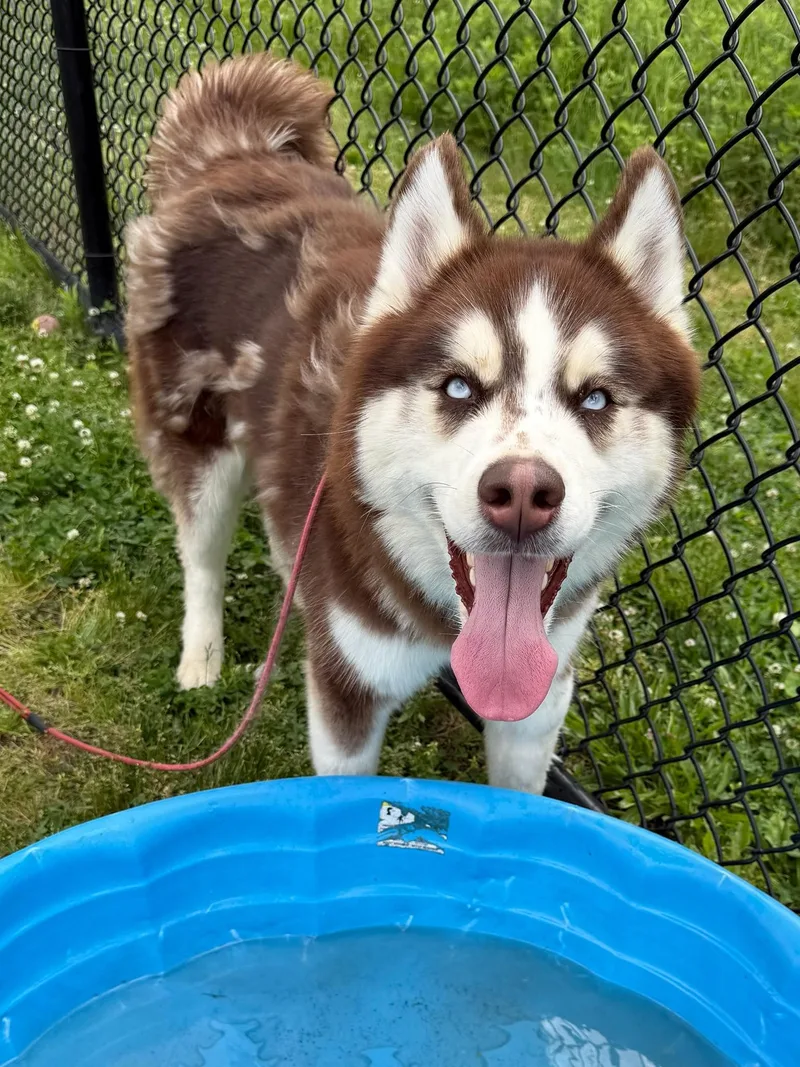 A young large-sized male White / Cream Husky dog named Carl Tag for adoption in Central Islip, NY